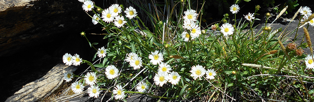 MARSH DAISY Aster vahlii